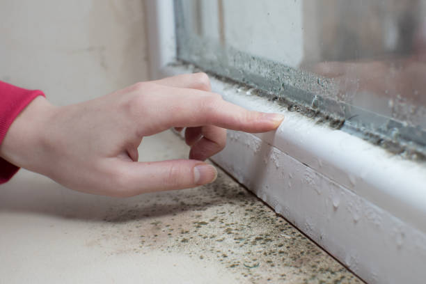 Best Crawl Space Mold Remediation  in Buckner, KY